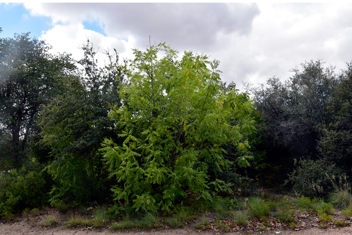 Smooth Sumac is a thicket-forming shrub or tree; the bark is dark gray, and the twigs are glaucous to pinkish-gray. Smooth Sumac grows to about 20 (7 m) under ideal conditions. Blooms happen from May or June through July or August depending on location.  Rhus glabra